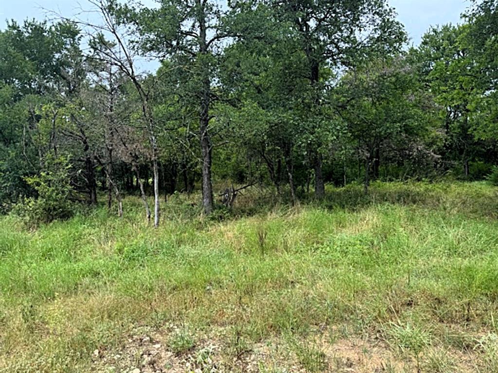 123 Fcr 1000 Road Wortham, TX 76693 - Photo 16 of 18 a view of that is in the forest