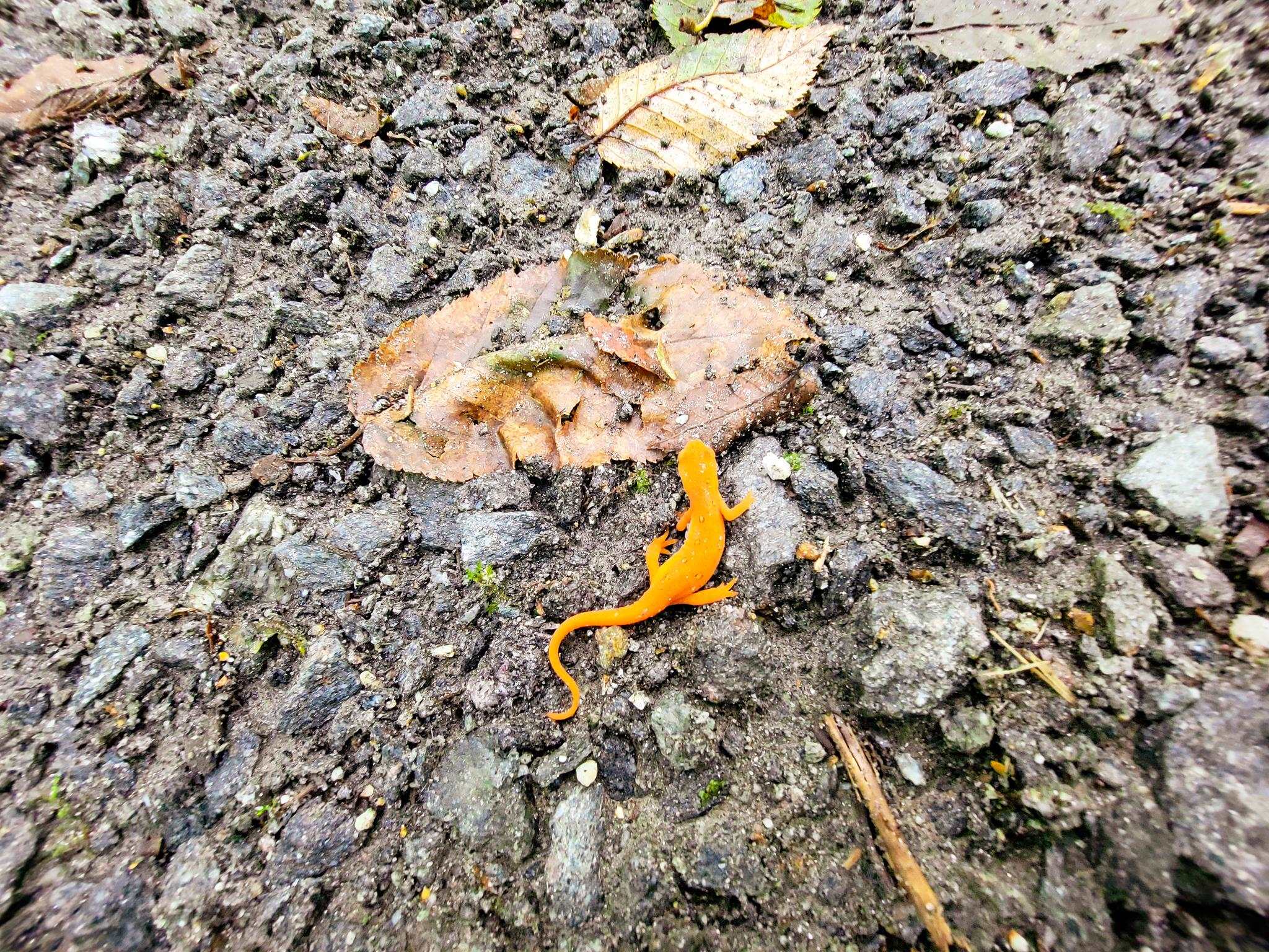 2 Marlow Road Washington, NH 03280 - Photo 4 of 40