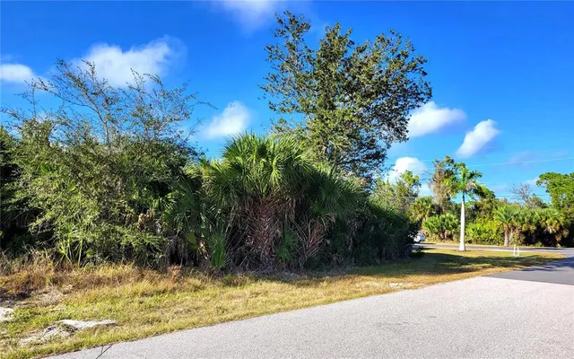 a close up of a plant