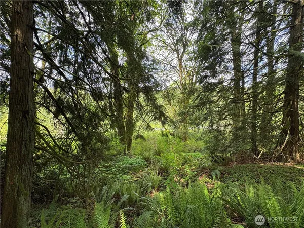 a view of a lush green forest