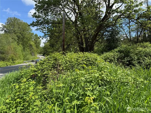 a lush green forest with trees in the background