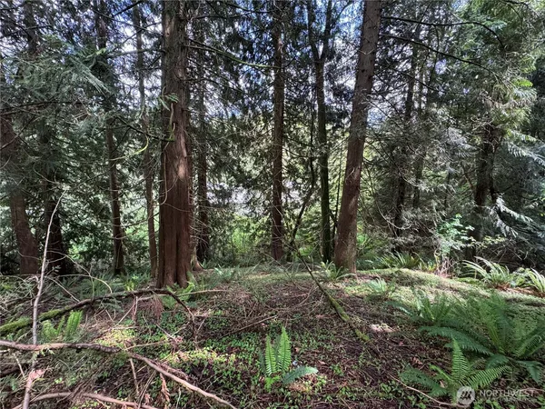 a view of a forest filled with trees