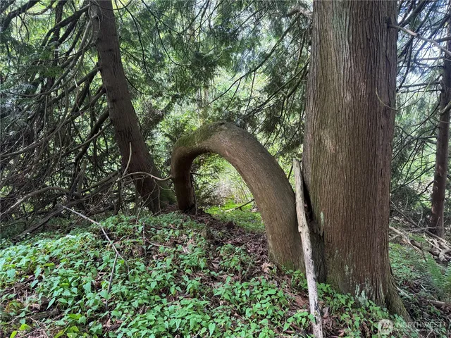 a view of a yard with plants and a large tree