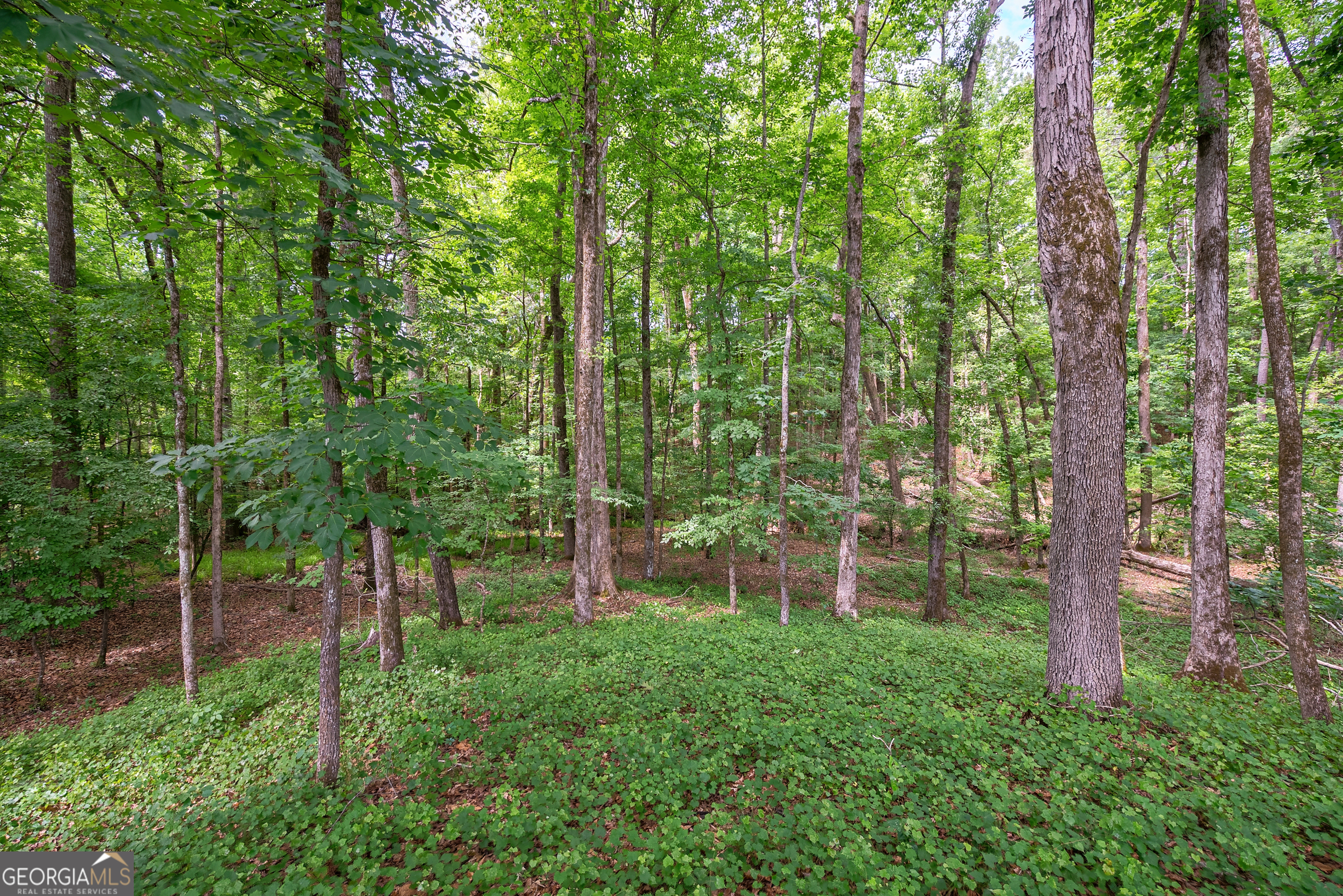0 Gene Smith Road Carlton, GA 30627 - Photo 19 of 29 a view of a garden with trees