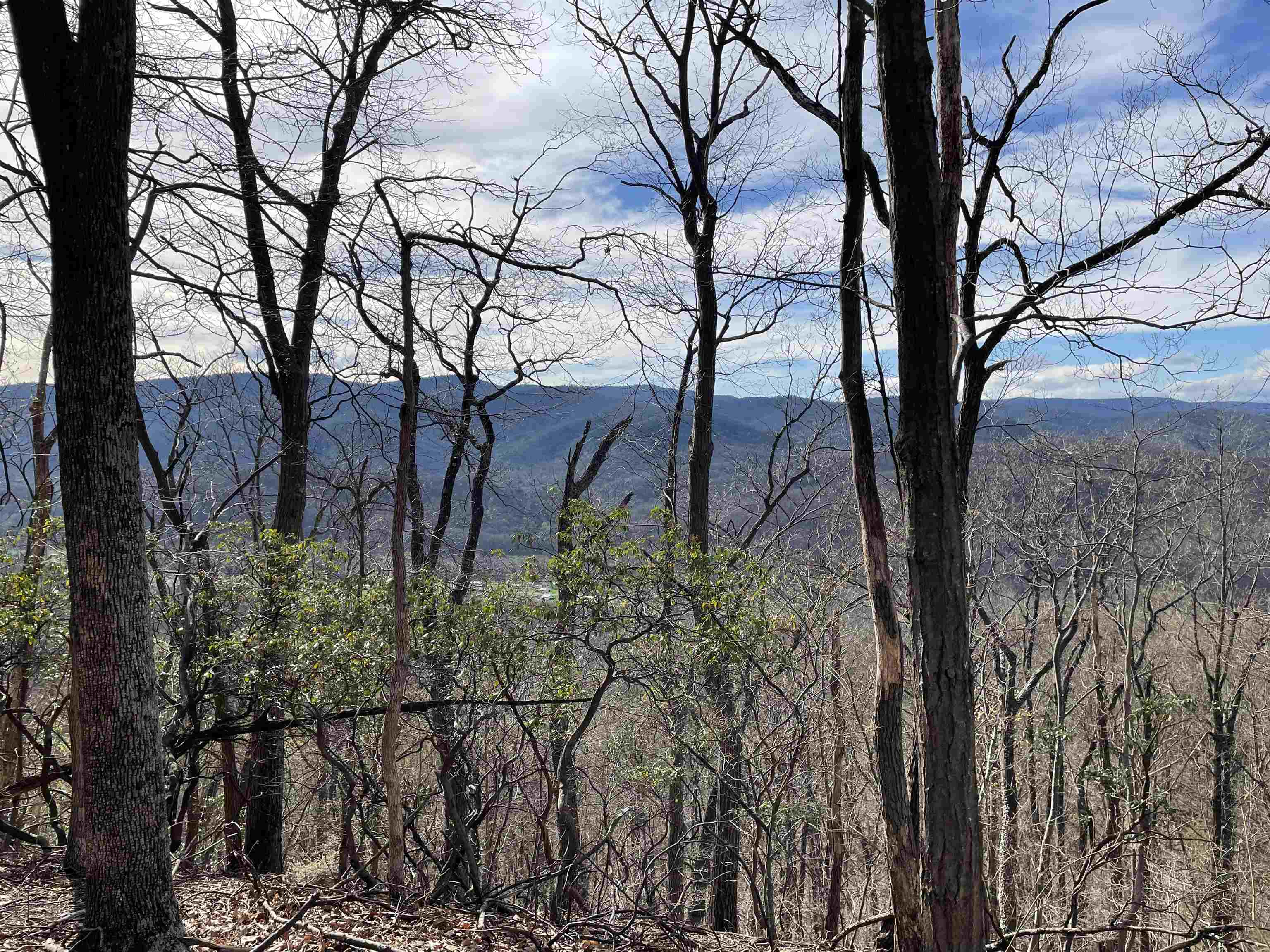 163-acres Hopkins Gap Road Fulks Run, VA 22830 - Photo 27 of 75 a view of a yard with plants and trees
