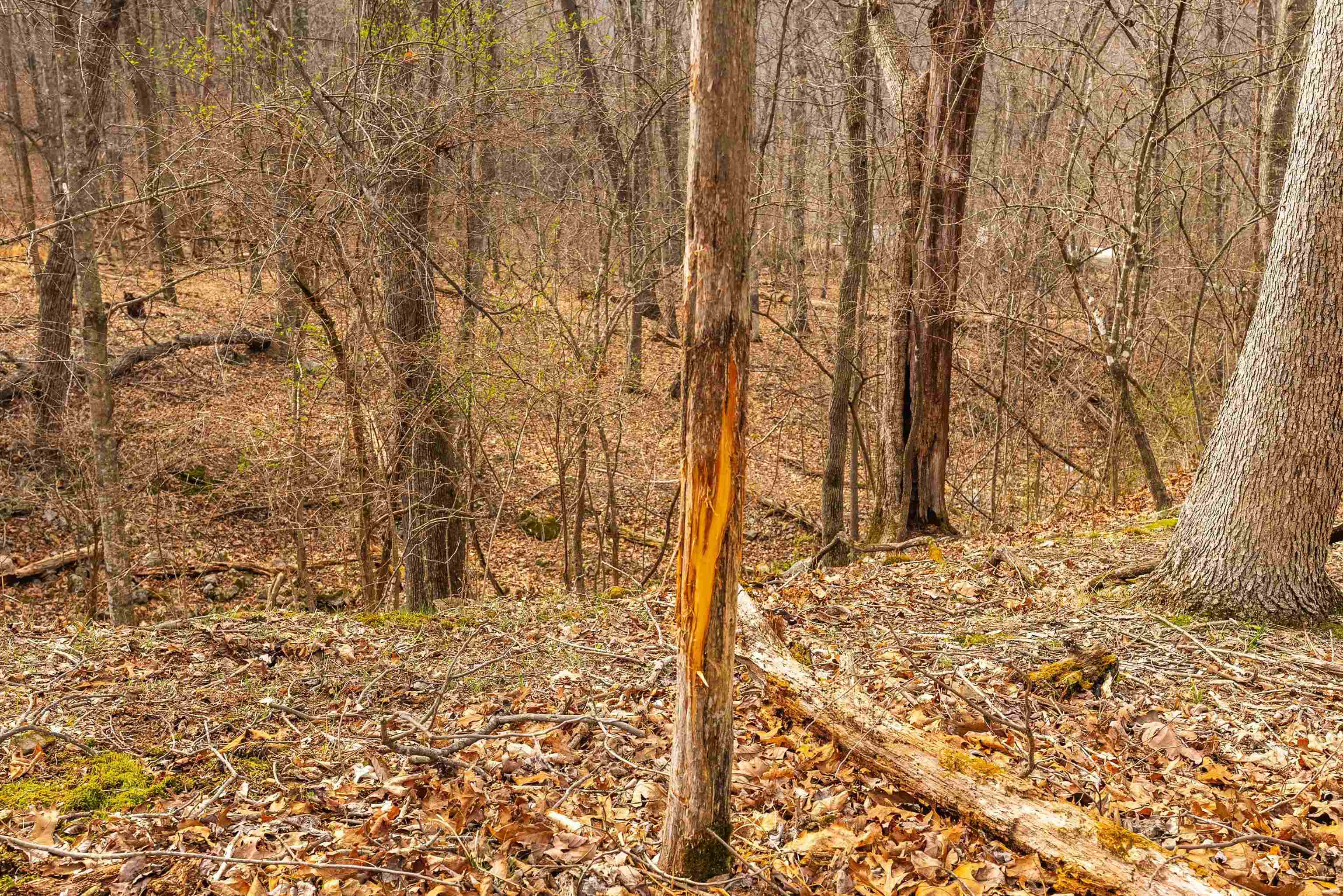 163-acres Hopkins Gap Road Fulks Run, VA 22830 - Photo 43 of 75