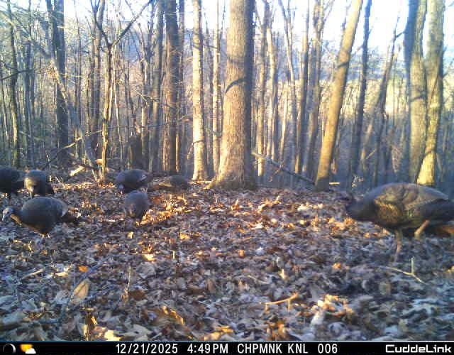 163-acres Hopkins Gap Road Fulks Run, VA 22830 - Photo 51 of 75