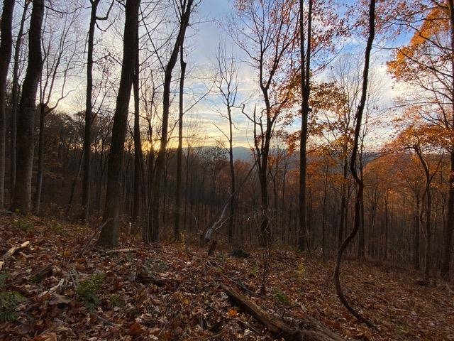 163-acres Hopkins Gap Road Fulks Run, VA 22830 - Photo 54 of 75 a view of backyard with green space