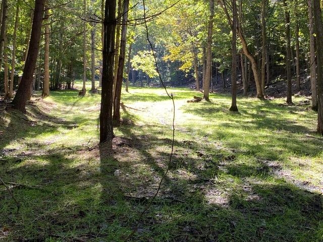 163-acres Hopkins Gap Road Fulks Run, VA 22830 - Photo 55 of 75 a view of outdoor space with trees