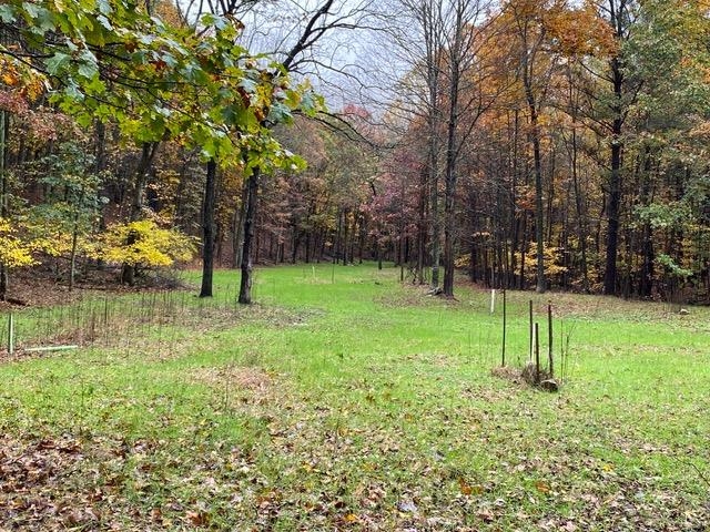 163-acres Hopkins Gap Road Fulks Run, VA 22830 - Photo 57 of 75 a view of a park with a tree