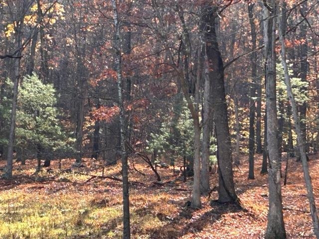 163-acres Hopkins Gap Road Fulks Run, VA 22830 - Photo 58 of 75