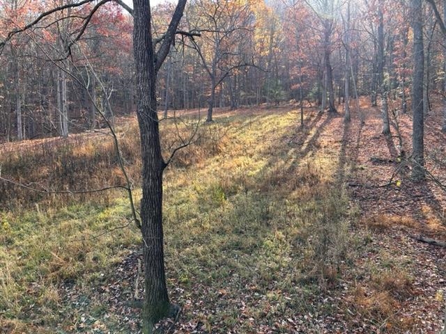 163-acres Hopkins Gap Road Fulks Run, VA 22830 - Photo 59 of 75 a view of a yard with large tree