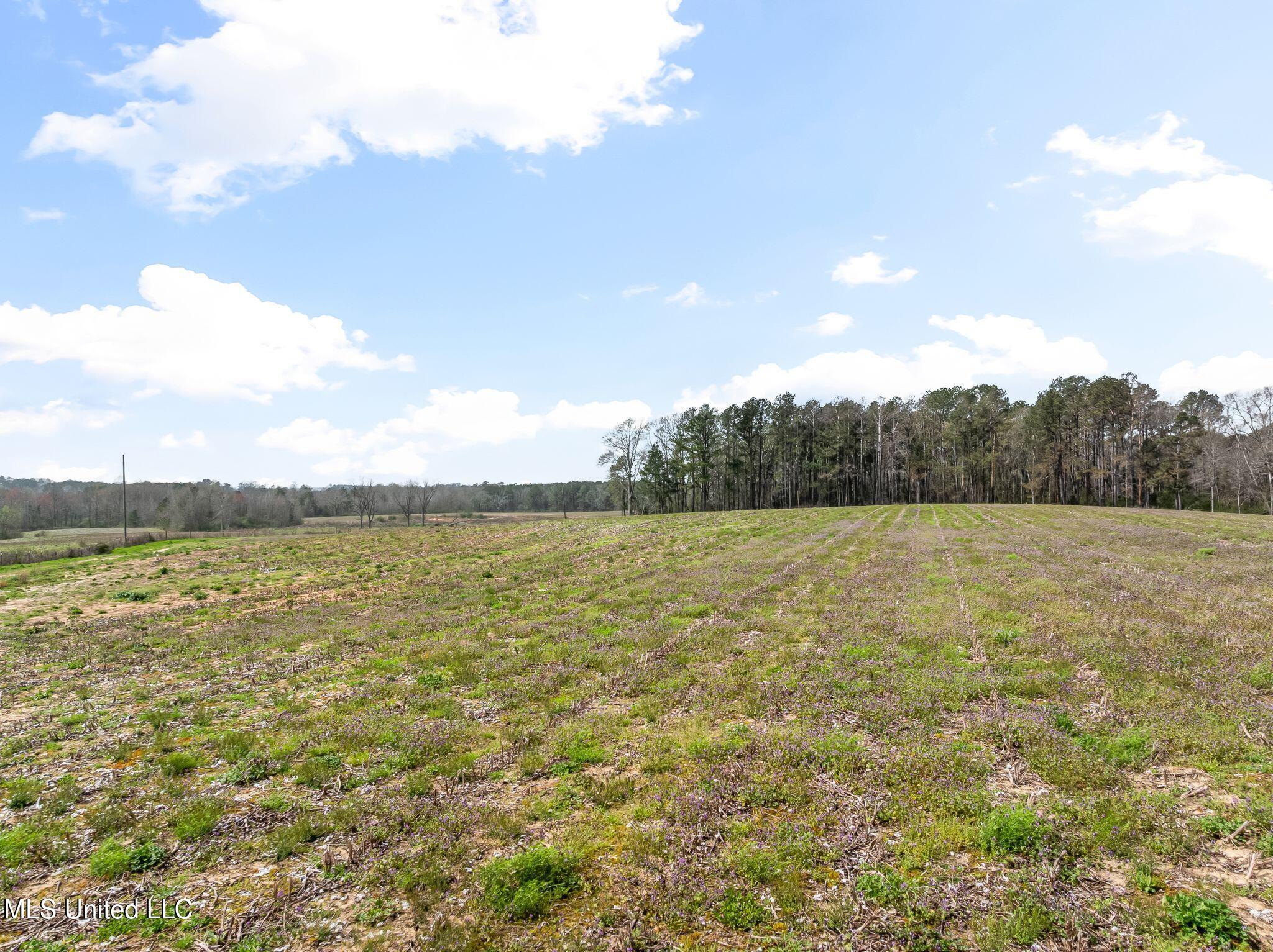 300 Acres /- Highway Mount Olive, MS 39119 - Photo 37 of 54 00_MS-532-37