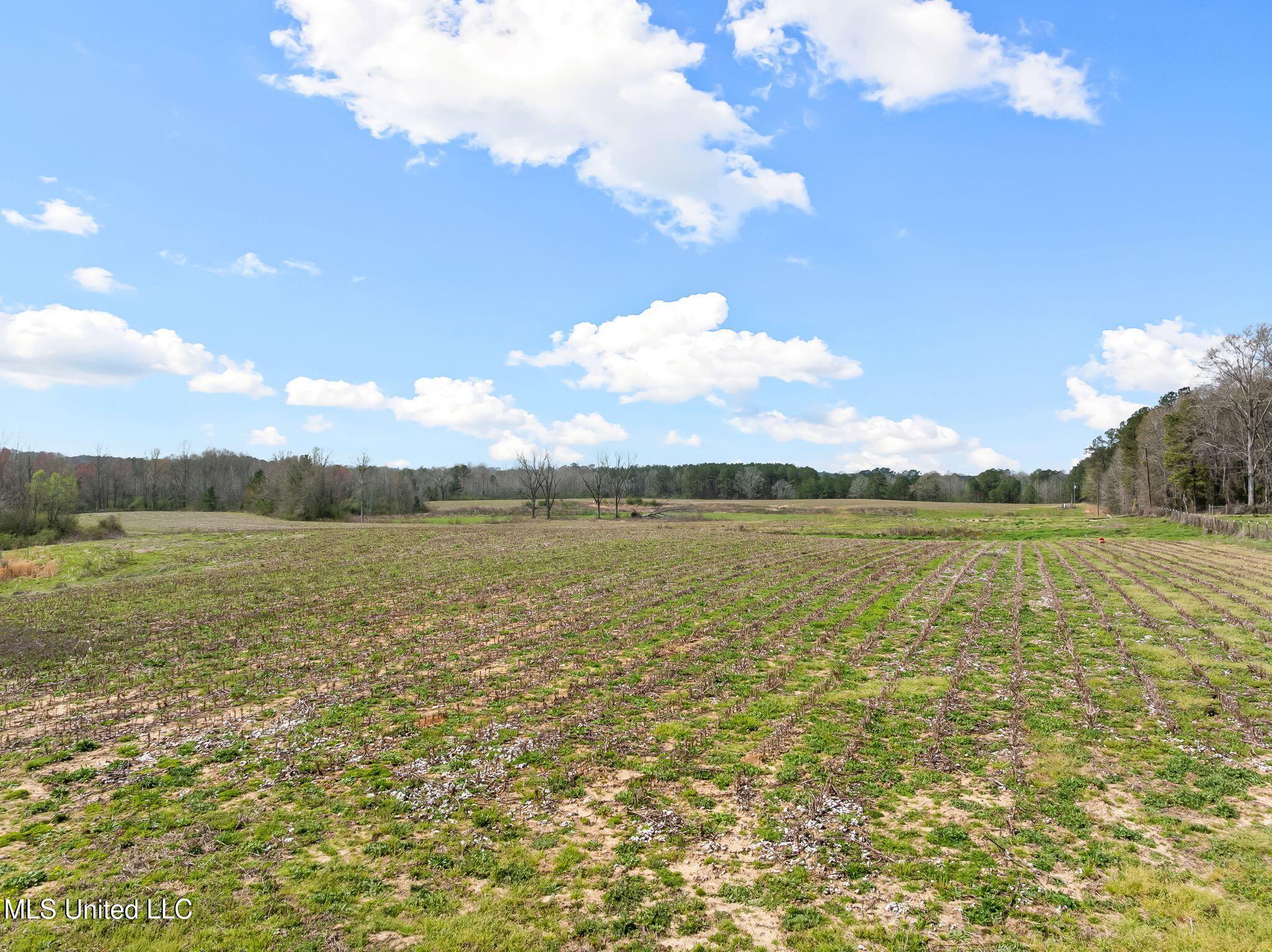 300 Acres /- Highway Mount Olive, MS 39119 - Photo 39 of 54 00_MS-532-39
