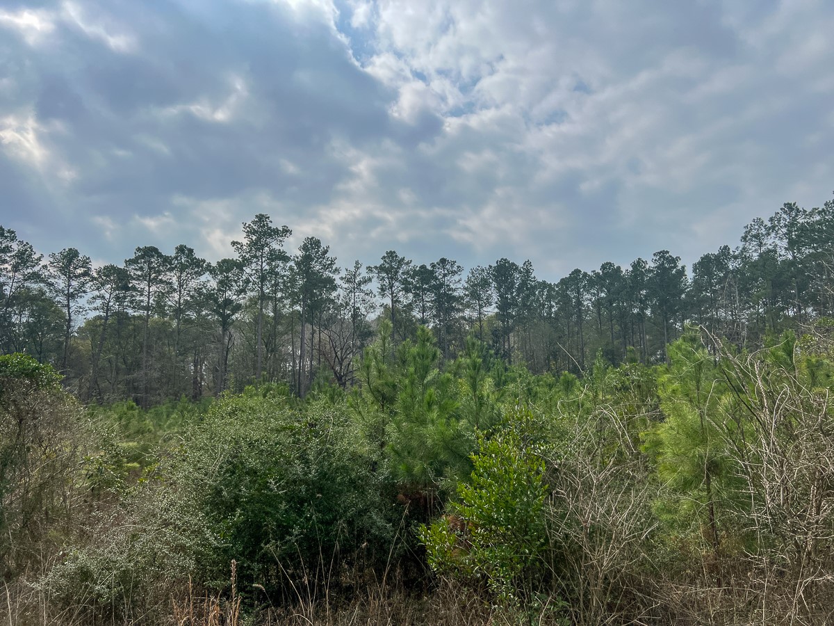 2 Union Springs Road Corrigan, TX 75939 - Photo 12 of 21 a view of a city and a lots of trees