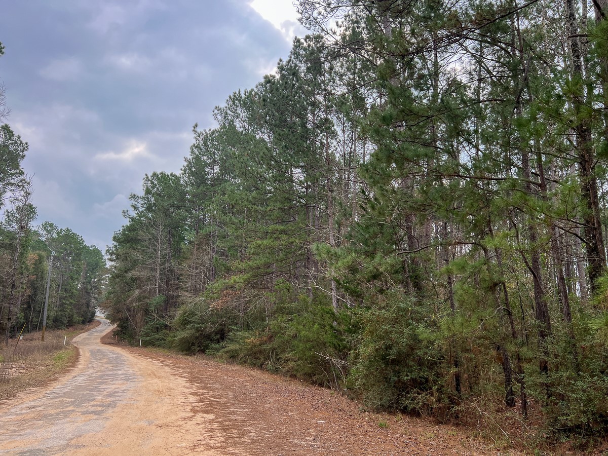 2 Union Springs Road Corrigan, TX 75939 - Photo 4 of 21 a view of a forest with trees in the background