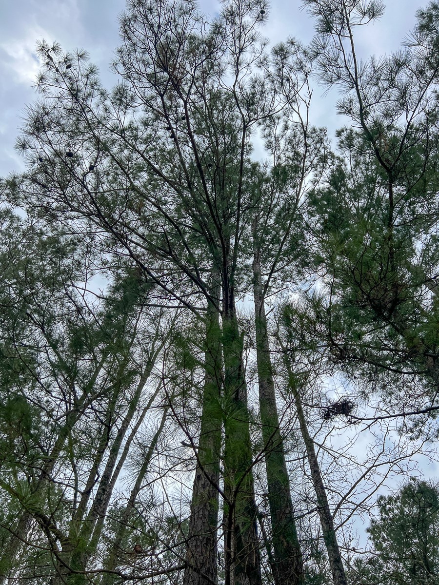 2 Union Springs Road Corrigan, TX 75939 - Photo 5 of 21