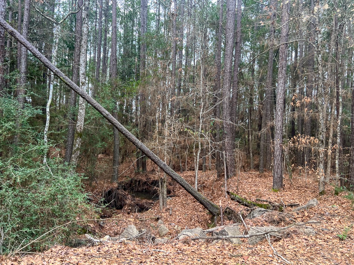 2 Union Springs Road Corrigan, TX 75939 - Photo 8 of 21 a view of a house with a yard