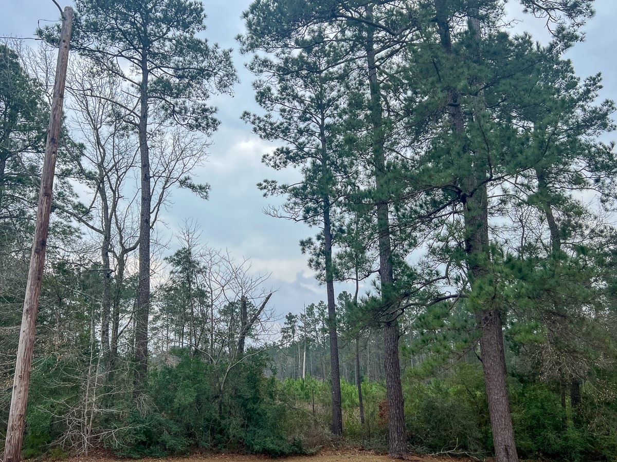2 Union Springs Road Corrigan, TX 75939 - Photo 9 of 21 a view of lake from balcony