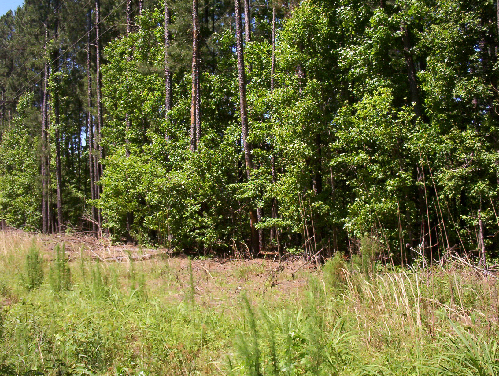 0 Williams Road Williams, SC 29493 - Photo 5 of 10 100_1206