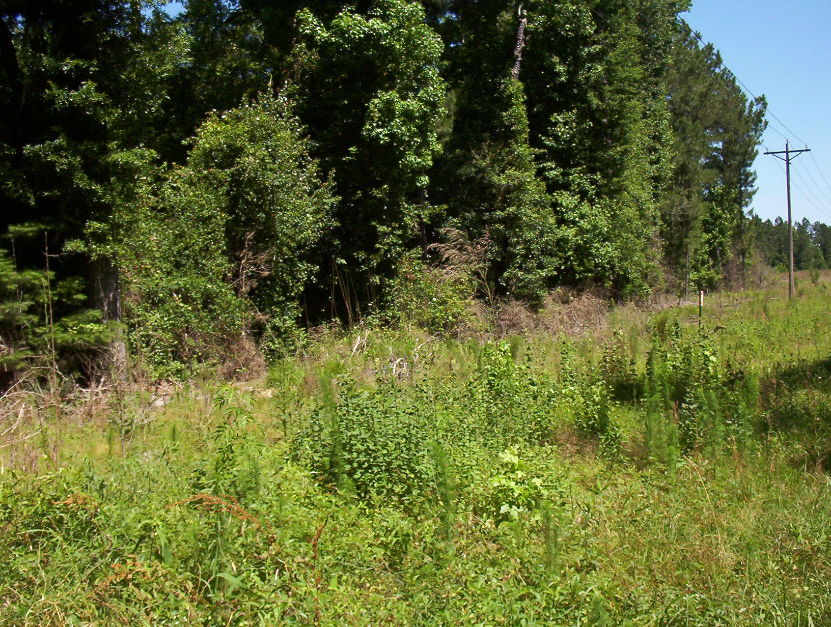 0 Williams Road Williams, SC 29493 - Photo 6 of 10 100_1207