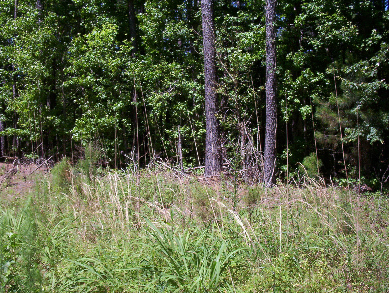0 Williams Road Williams, SC 29493 - Photo 8 of 10 100_1209