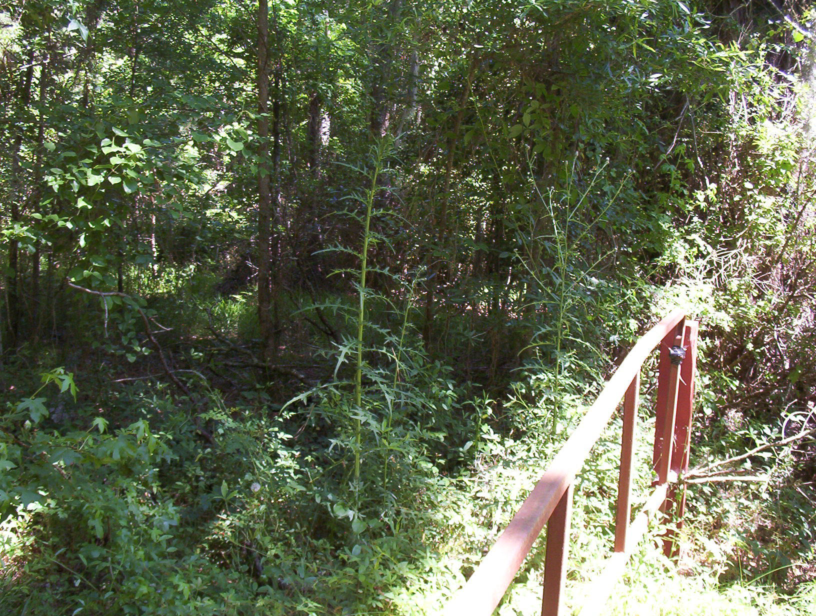 0 Williams Road Williams, SC 29493 - Photo 10 of 10 100_1212
