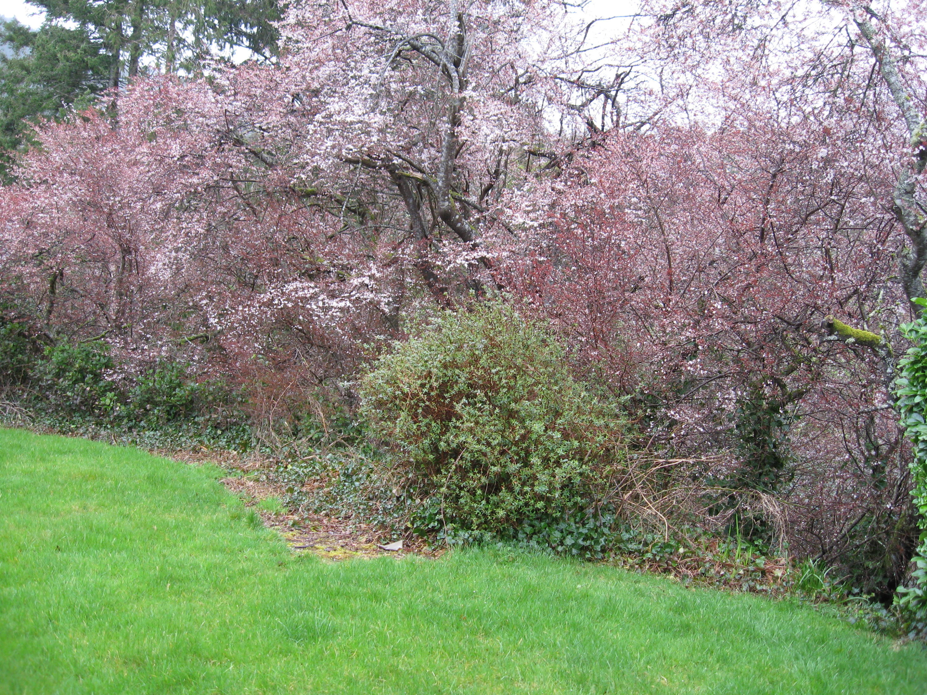 506 3rd Street Garibaldi, OR 97118 - Photo 27 of 30 Yard