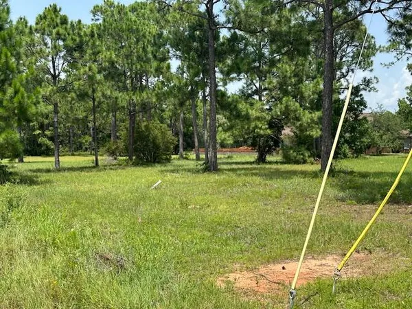 a view of a park with a tree