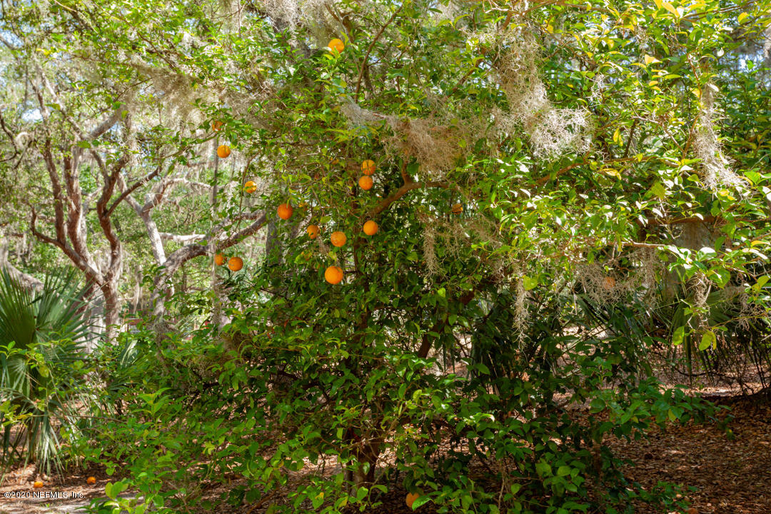 6540 Brooklyn Bay Road Keystone Heights, FL 32656 - Photo 40 of 41 Citrus Trees
