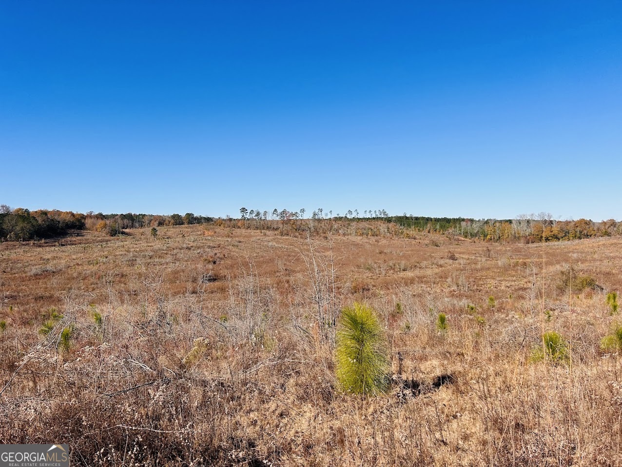 0 Jaye Road Rupert, GA 31081 - Photo 4 of 22