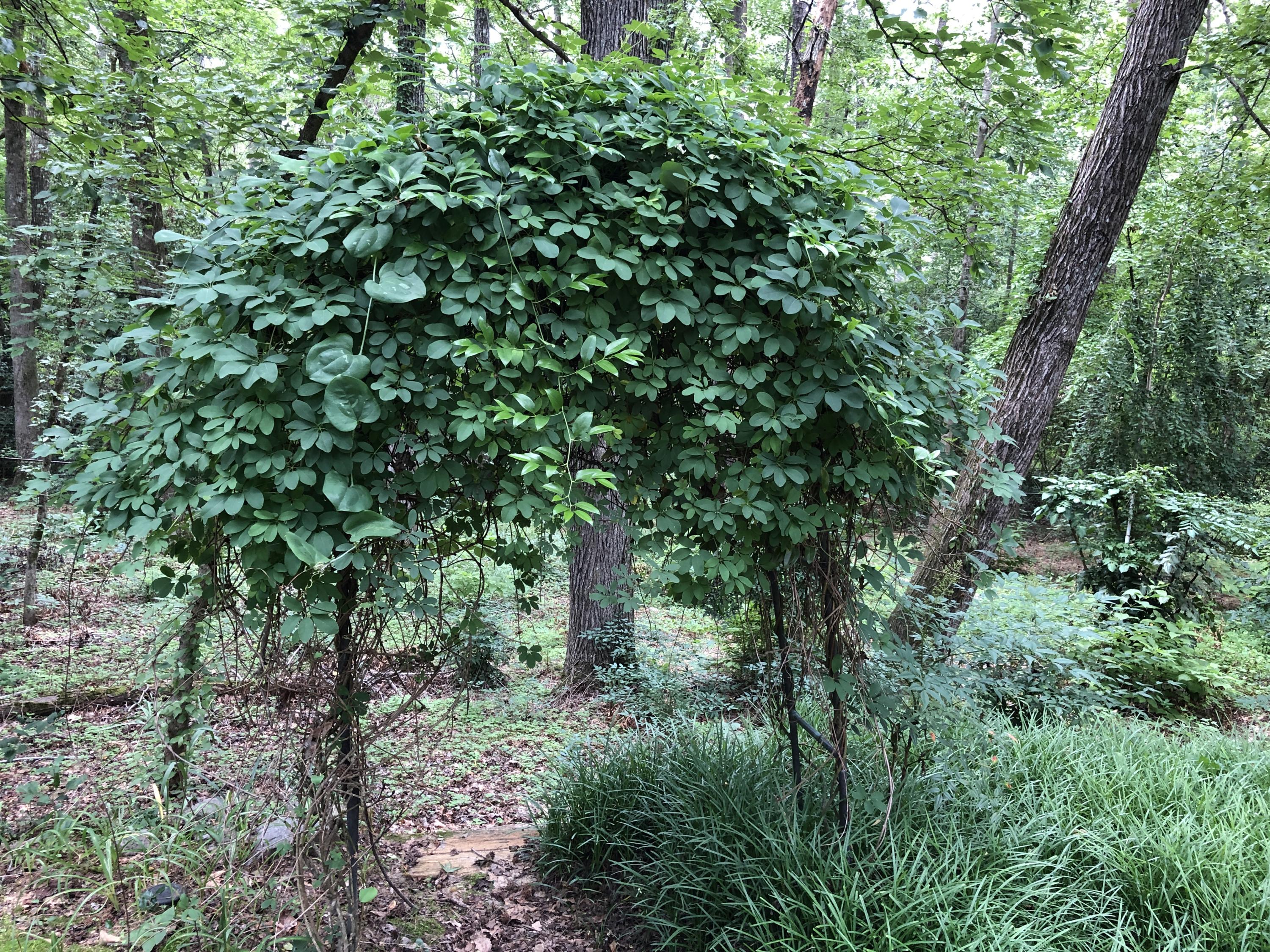 250 Mitchell Road Southern Pines, NC 28387 - Photo 6 of 22 IMG_9595