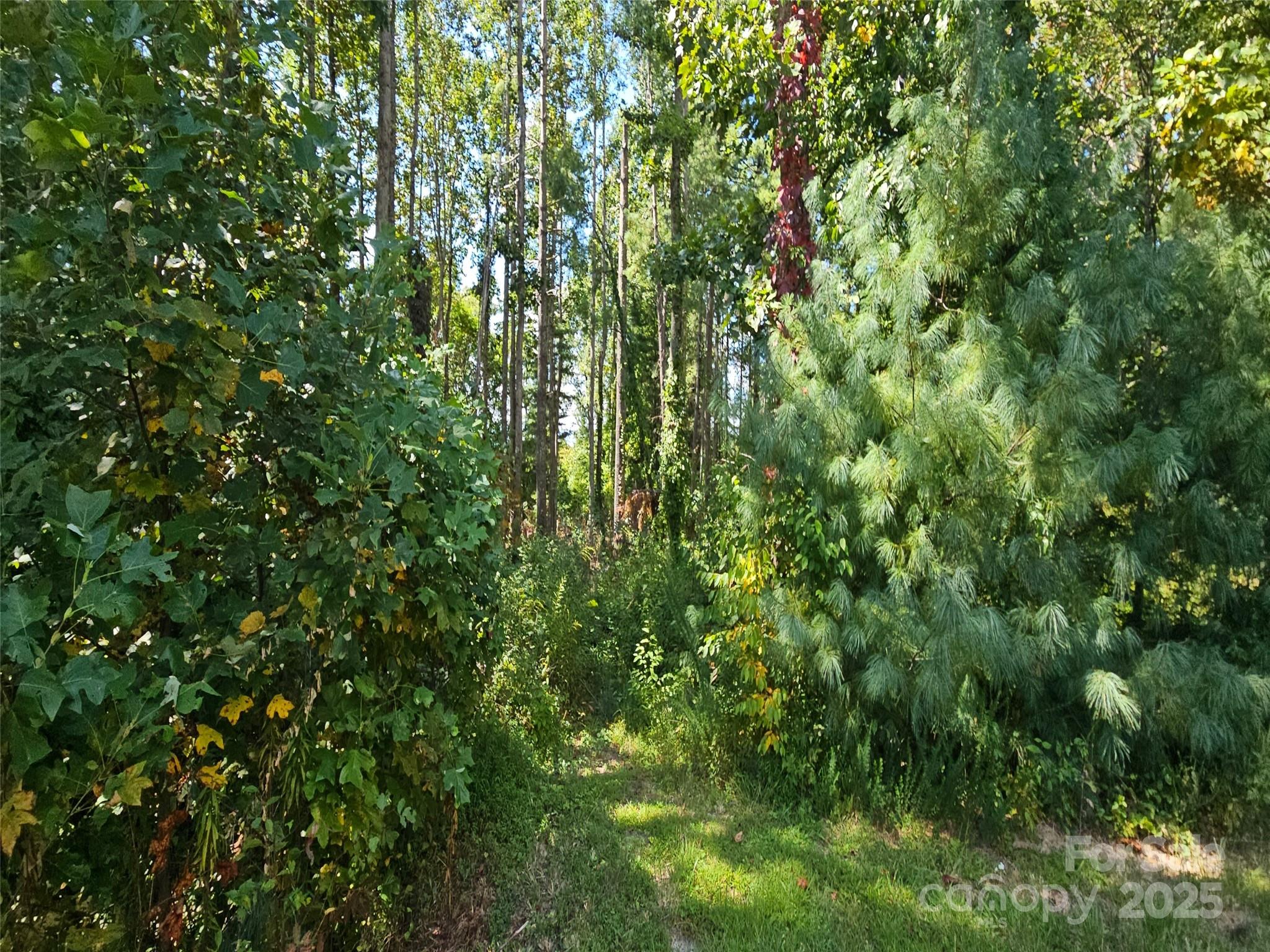0 Bearwallow Mountain Road, Unit 191 Hendersonville, NC 28792 - Photo 4 of 6 a view of a lush green forest