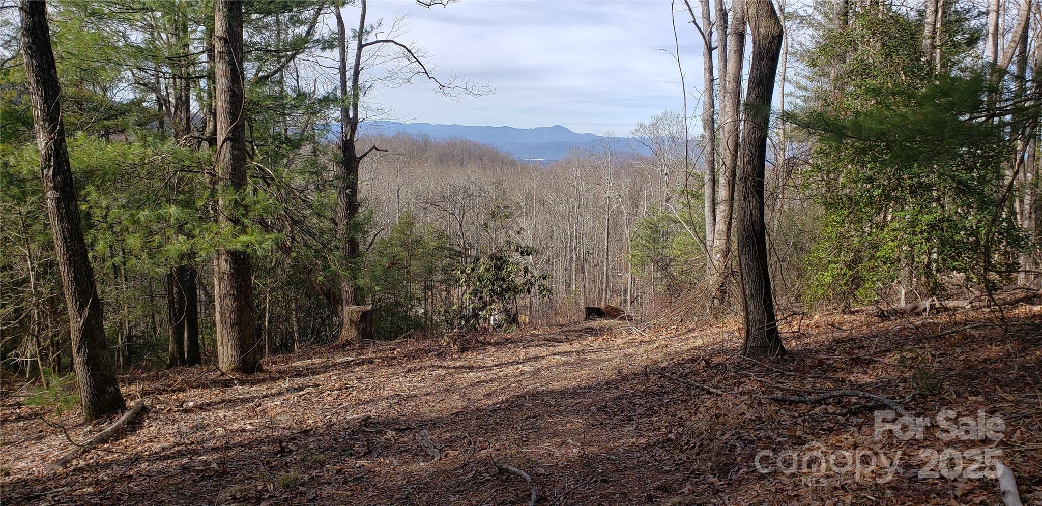 0 Bearwallow Mountain Road, Unit 191 Hendersonville, NC 28792 - Photo 6 of 6 a view of a forest with a tree