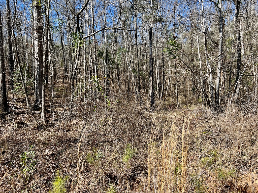 0 County Road 97 Abbeville, AL 36310 - Photo 44 of 53