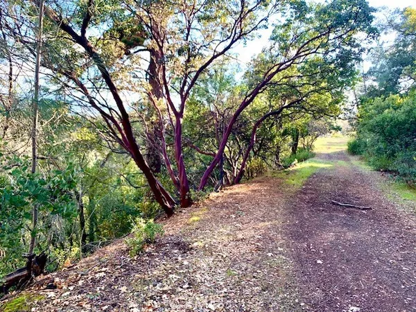 a view of a forest with trees