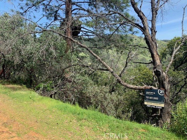 7333 Tehama Street Nice, CA 95464 - Photo 11 of 11 a view of a yard with plants and large trees