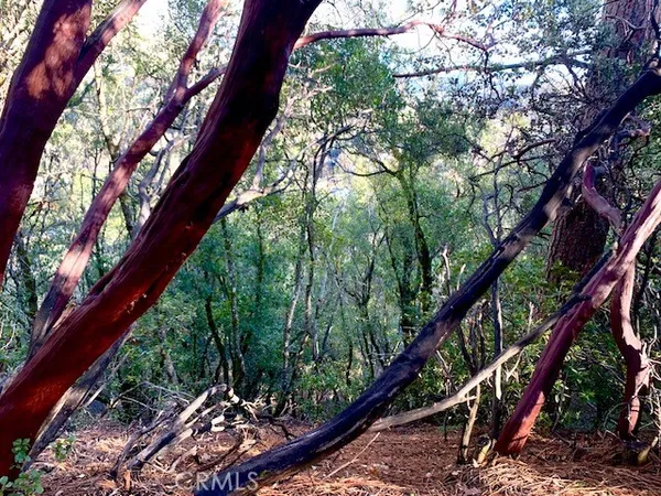 a city view with tall trees