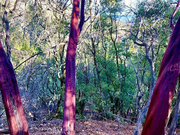 a close up of a tree in a yard