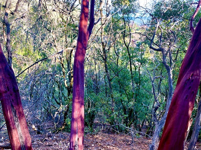 7333 Tehama Street Nice, CA 95464 - Photo 4 of 11 a close up of a tree in a yard