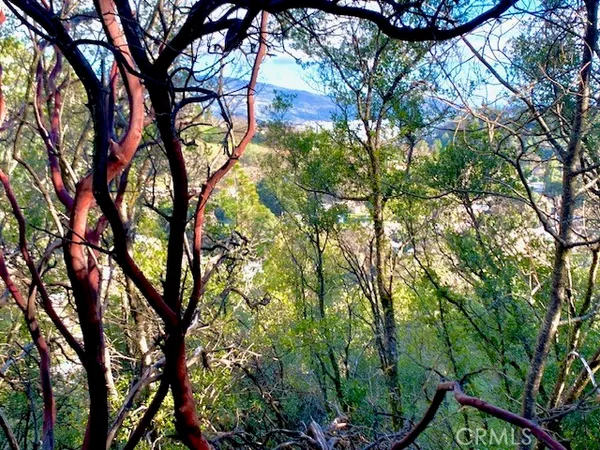 a backyard of a house with lots of trees