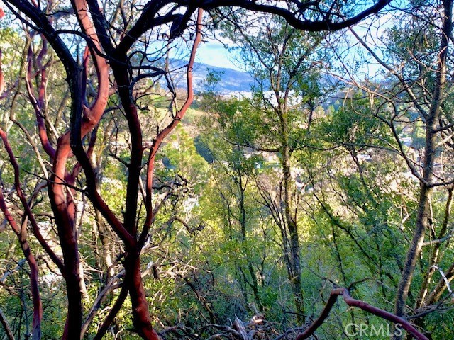 7333 Tehama Street Nice, CA 95464 - Photo 5 of 11 a backyard of a house with lots of trees