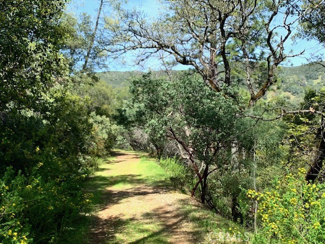 7333 Tehama Street Nice, CA 95464 - Photo 7 of 11 a view of yard with large trees