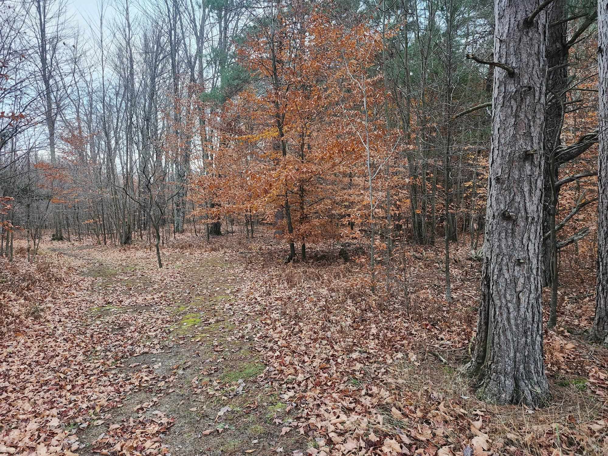 9 9 Mile Road Free Soil, MI 49411 - Photo 3 of 13