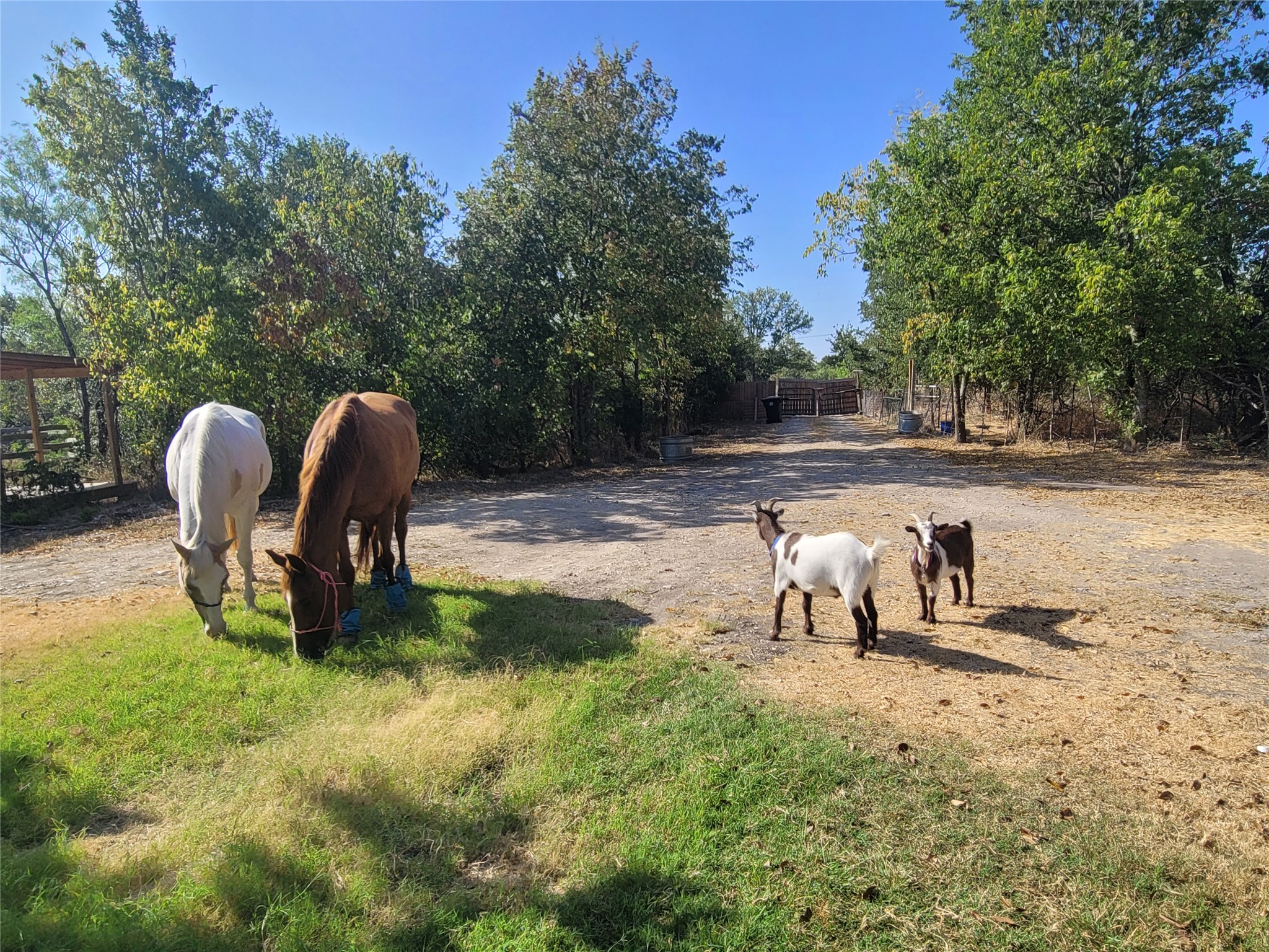 9426 Bock Road Buda, TX 78610 - Photo 14 of 33 Happy friends!