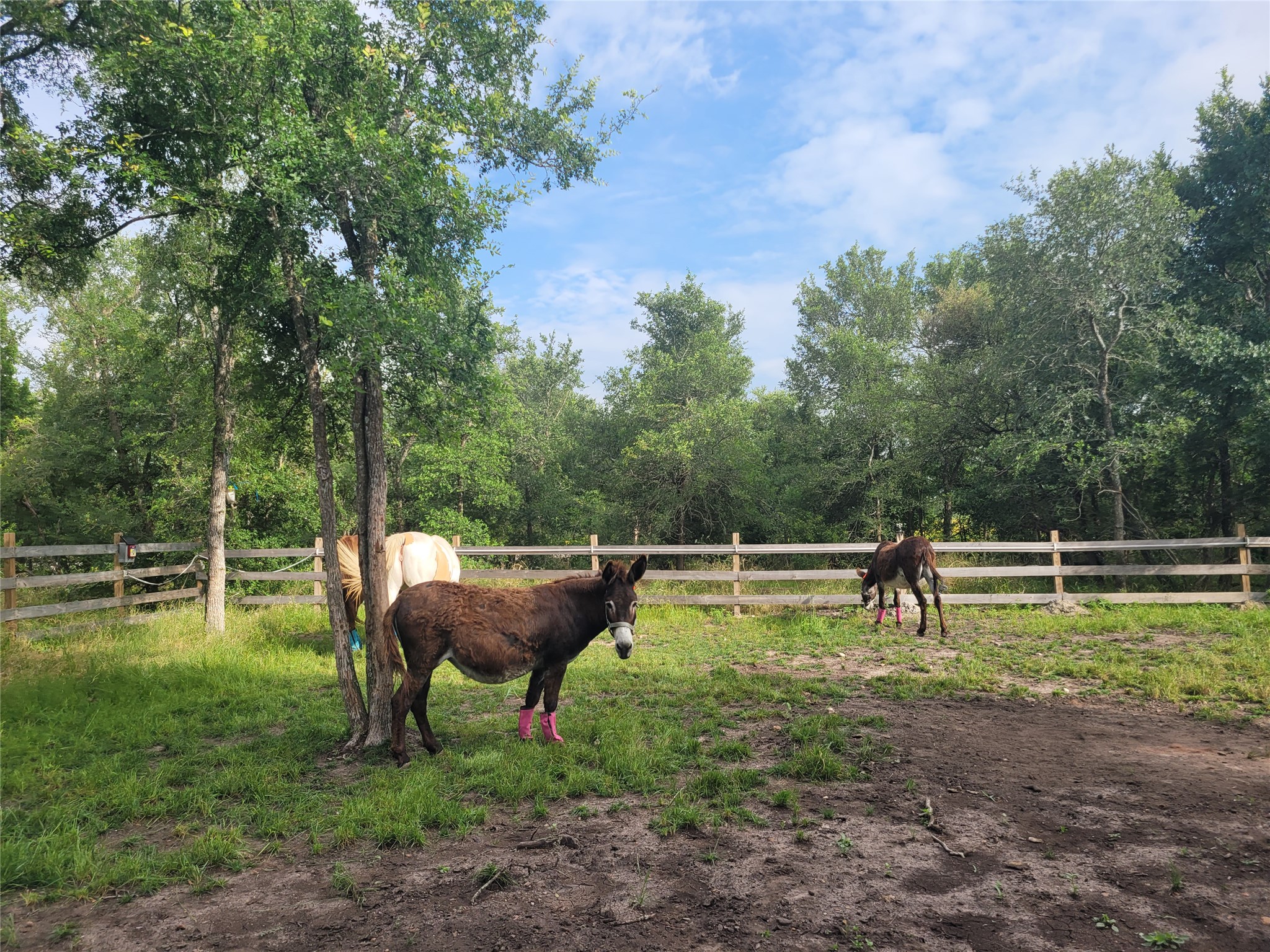 9426 Bock Road Buda, TX 78610 - Photo 15 of 33