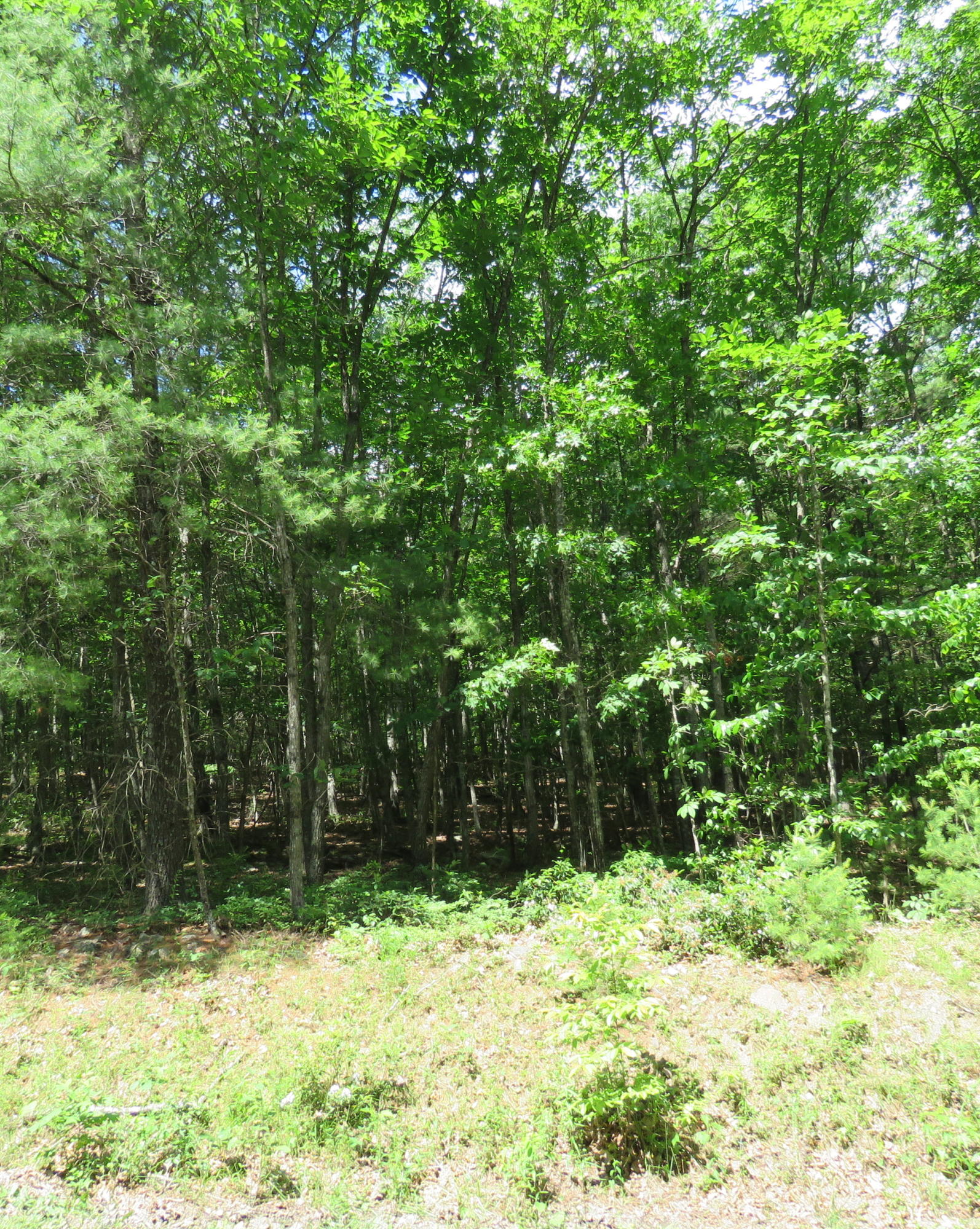 Lot 1 Galax Road New Castle, VA 24127 - Photo 1 of 4 Mostly level