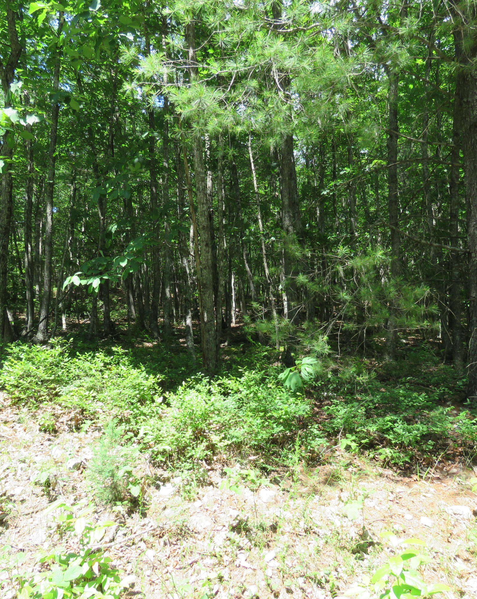 Lot 1 Galax Road New Castle, VA 24127 - Photo 3 of 4 Good road into Craig Woods