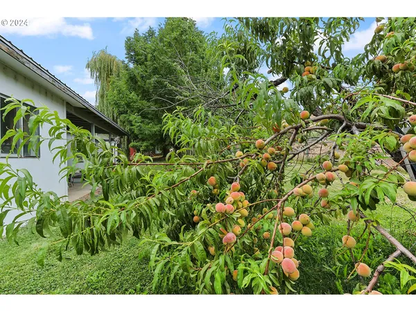 a view of a garden