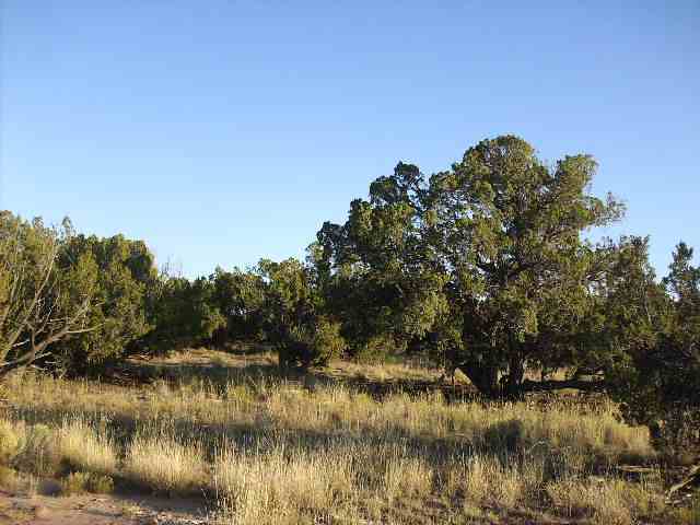 St-johns Az 85936 Ranch St. Johns, AZ 85936 - Photo 1 of 4